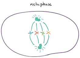 <p>metaphase </p>