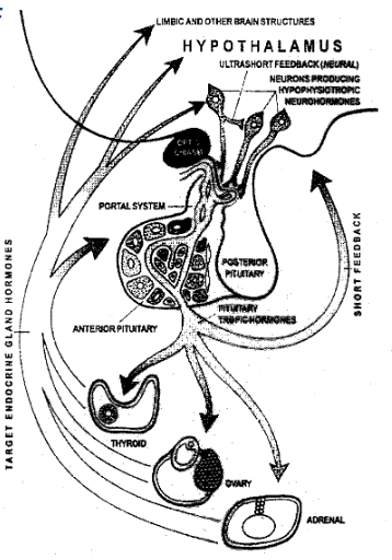 <p>Through pituitary hormones acting on hypothalamic neuroendocrine neurons</p><img src="https://lh7-rt.googleusercontent.com/docsz/AD_4nXcrnuj4F2xGv2JLZy5umeLyQt6nE7_qNxQNLeJAf1hy_4nAG8kPEFn9Thf0TnNwTeHgIWhhiG9v21AY-L9vNiwC1IeIijiAL8m2zXYMUtigCzKMGB62xUj11X-mifTKSiCy3IJmsRErVhGTN0nZb_di6R7GS_I=s800?key=_pFkzvrNaipJO2Fn7yTZtg" data-width="100%" data-align="center" alt=""><p style="text-align: left;"></p><p><br></p>