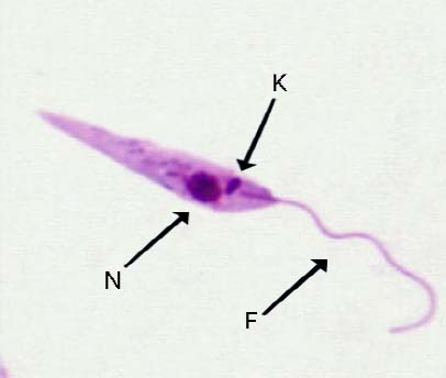 <p><span>elongated, mobile, and extracellular form of the Leishmania parasite found in the sand fly vector's midgut, characterized by a flagellum for motility, a nucleus, and a kinetoplast</span></p>