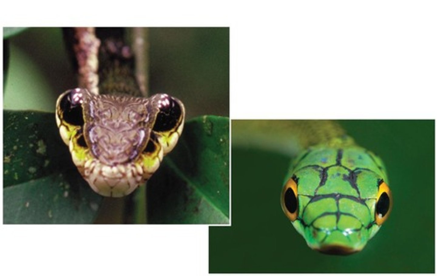 <p>Harmless species mimics harmful species appearance.</p>
