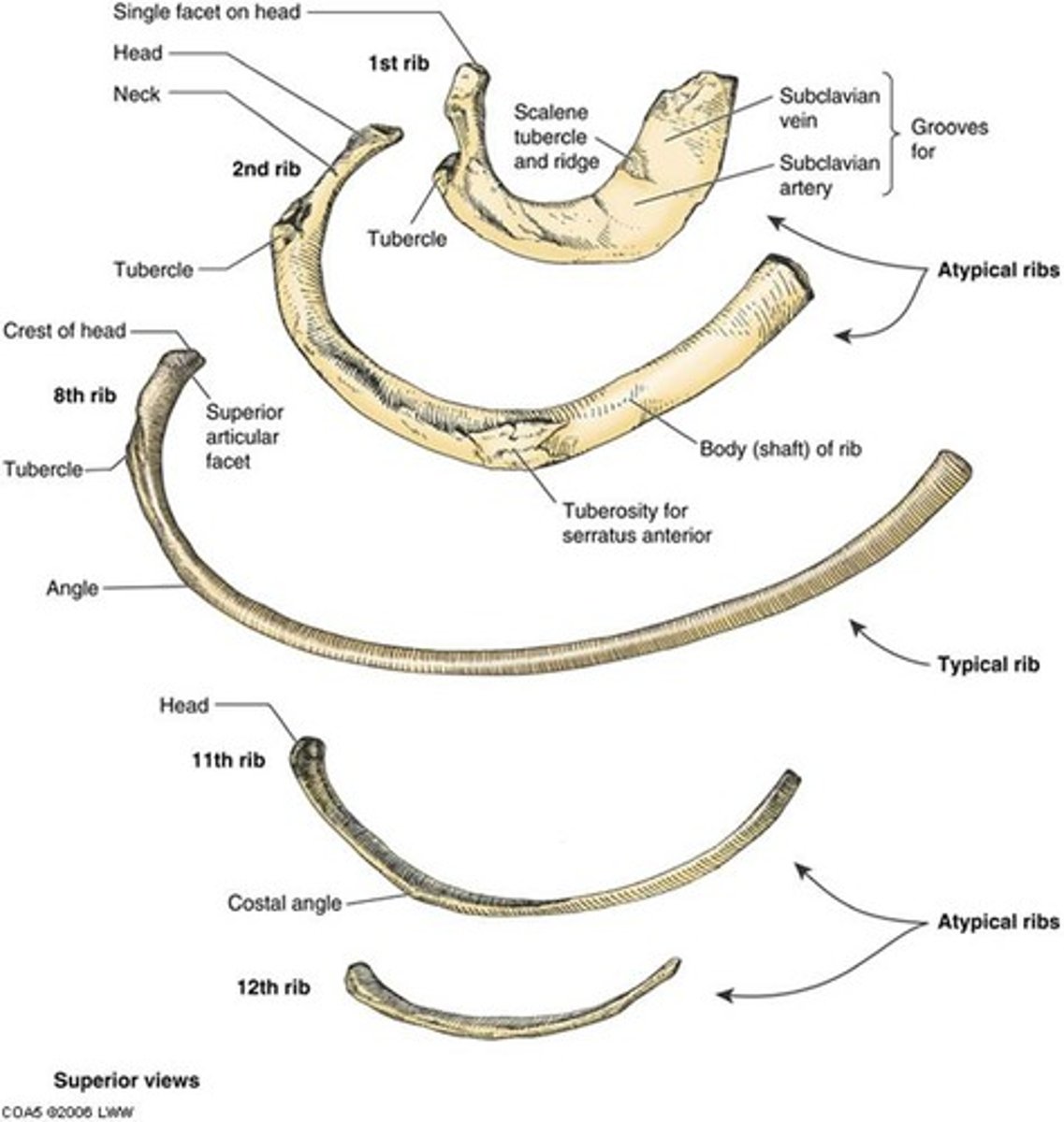 <p>An atypical rib, it has no tubercle, angle or costal groove. Does not articulate with the sternum at all.</p>