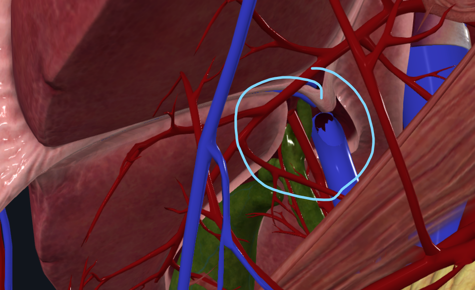 <p>What is the area circled called</p>