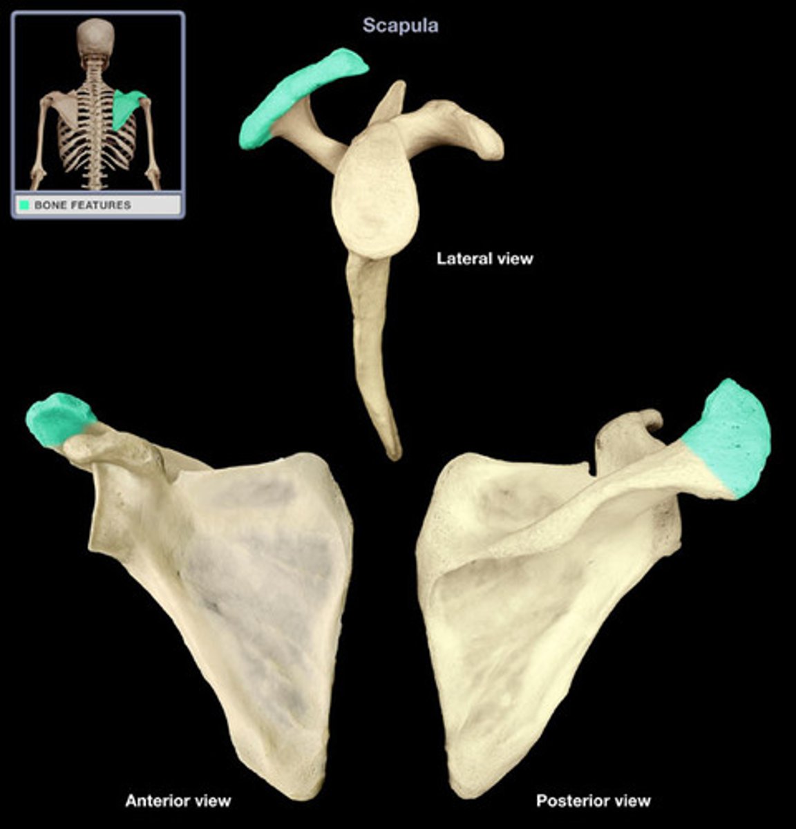 <p>broad, flat area of superior lateral aspect of scapula; attachment site for upper trapezius</p>