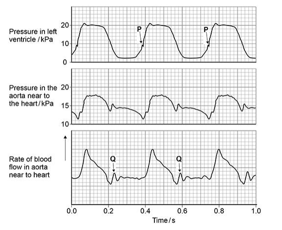 <p>At Q on the diagram above there is a small increase in pressure and in rate of blood flow in the aorta. Explain how this happens and its importance. (2 marks)</p>