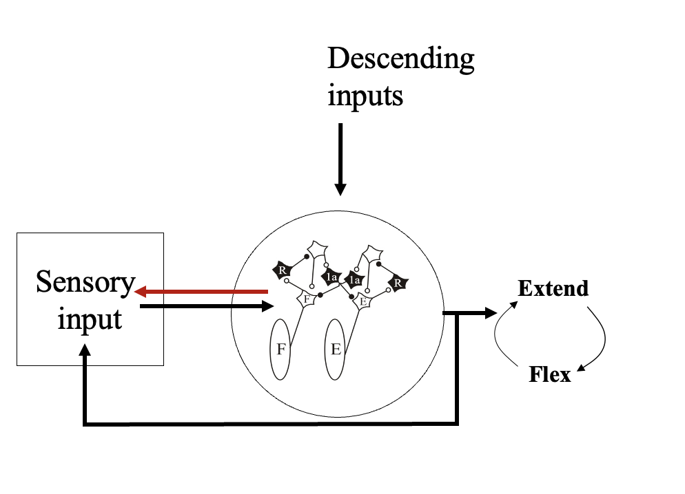 <ul><li><p>For goal-directed movements</p><ul><li><p>move with purpose</p></li></ul></li><li><p>the spinal cord on its own produces feedforward→ which only predicts→ and can get this wrong</p></li><li><p><em>note: these are not two separate components!→ it forms a heterachy!</em></p></li></ul><p></p>