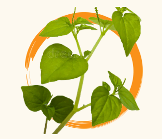 <p>Ulasimang Bato (Peperomia pellucida)</p>