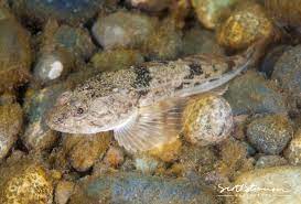 <p>Pacific Staghorn sculpin</p>