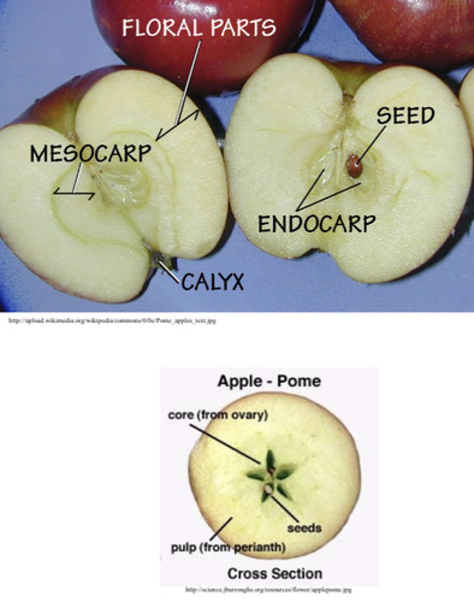 <p>Fleshy fruit that develops from a flower with a compound pistil and inferior ovary- floral tube becomes part of the fruit, erocorp is thin and skin like, most of pericarp is fleshy, endocarp is cartilaginous → apple, pear, quince, rose hips</p>