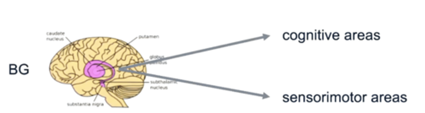 <p>Controlled by projections from the basal ganglia to cognitive sensorimotor areas</p><p>- grows during deliberation time and helps to optimise it. </p>