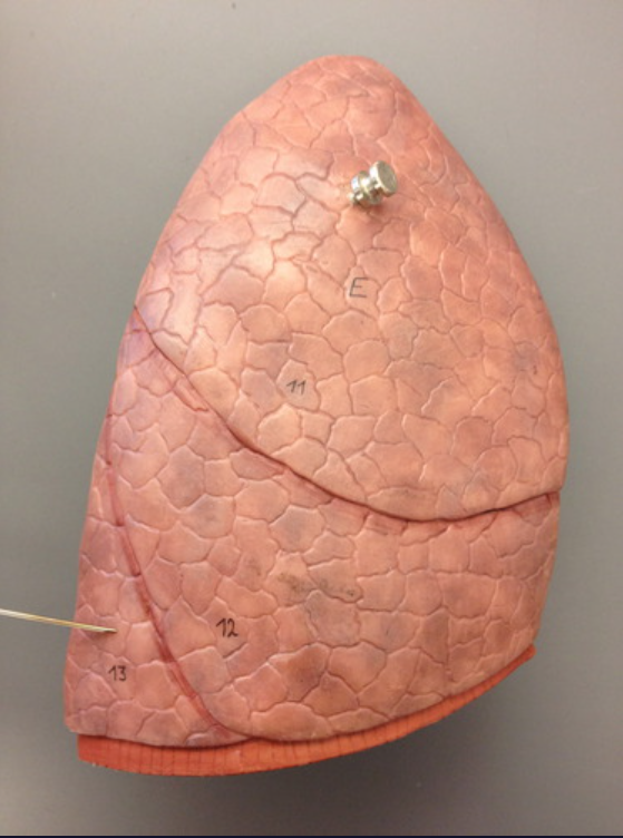 The lowest section of the lung.