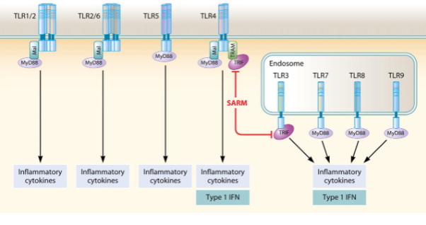 <ul><li><p><strong>Cell surface TLRs (TLR1/2, TLR2/6, TLR5, TLR4)</strong> signal mainly via <strong>MyD88</strong>, leading to production of <strong>inflammatory cytokines</strong>.</p></li><li><p><strong>TLR4</strong> can also signal through <strong>TRIF</strong>, inducing both <strong>inflammatory cytokines</strong> and <strong>type I interferons (IFNs)</strong>.</p></li><li><p><strong>Endosomal TLRs (TLR3, TLR7, TLR8, TLR9)</strong> detect viral nucleic acids:</p><ul><li><p><strong>TLR3</strong> signals via <strong>TRIF</strong> → <strong>type I IFN</strong>.</p></li><li><p><strong>TLR7, TLR8, and TLR9</strong> signal via <strong>MyD88</strong> → <strong>inflammatory cytokines</strong> and <strong>type I IFN</strong>.</p></li></ul></li><li><p><strong>SARM</strong> negatively regulates TRIF-dependent signalling.</p></li></ul><p></p>
