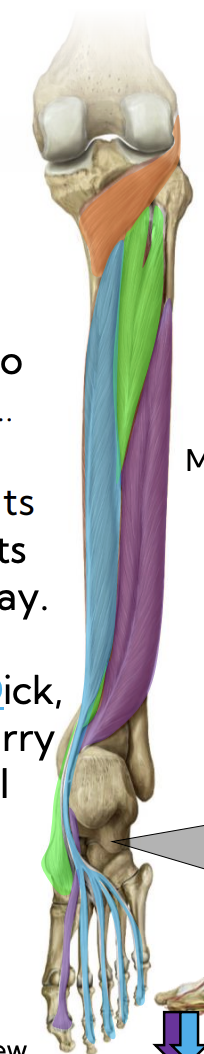 <p>Deep posterior leg — Popliteus (orange)&nbsp;</p>