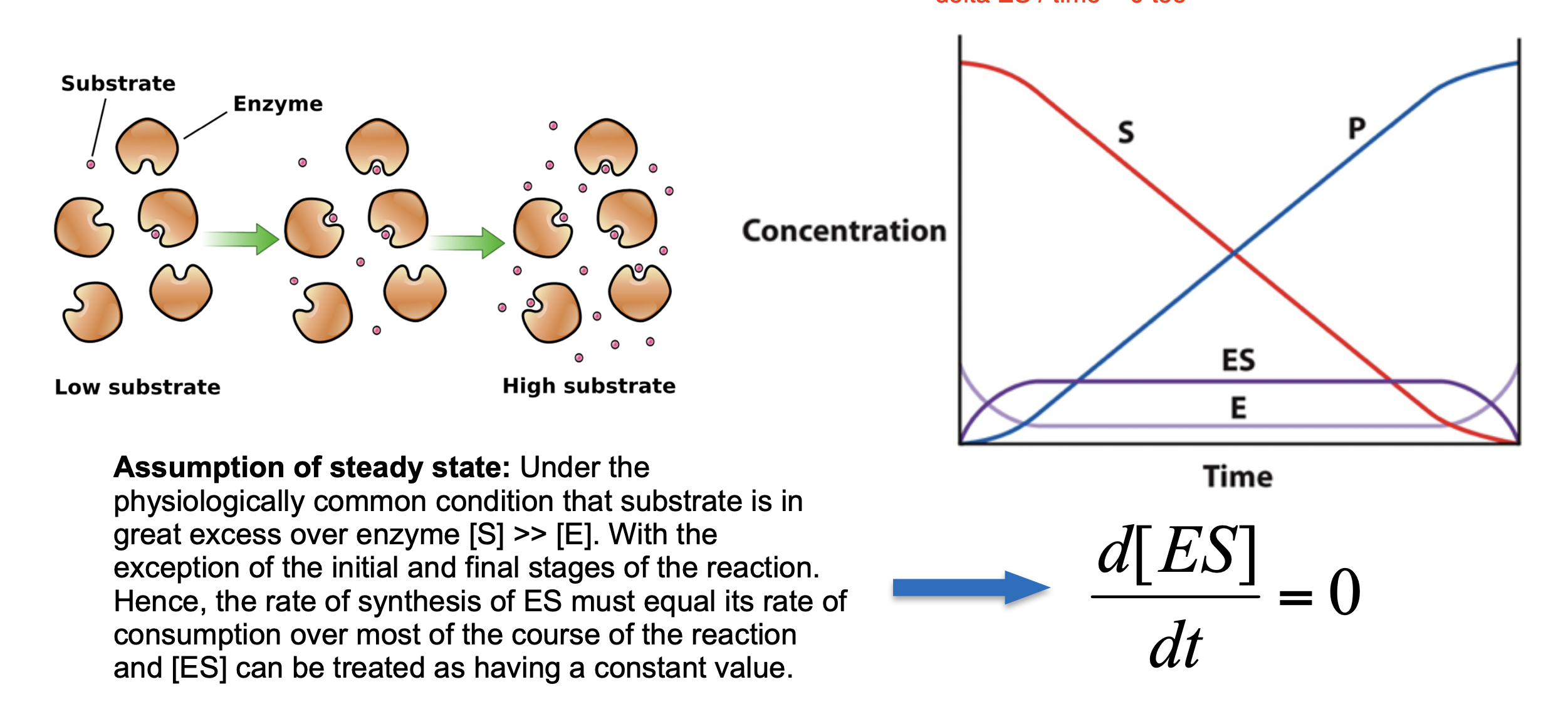 <p>For most of the duration of the reaction, [ES] remains steady as substrate is converted to product.</p><p>This means that the rate of formation of ES is equal to the rate of breakdown of ES. Recall:</p><p>k1[ES] = k<sub>-1</sub>[ES] - k2[ES]</p><p>so, this means that d[ES]/dt = 0</p><p>Under the physiologically common condition that substrate is in great excess over enzyme [S] &gt;&gt; [E]. With the exception of the initial and final stages of the reaction. Hence, the rate of synthesis of ES must equal its rate of consumption over most of the course of the reaction and [ES] can be treated as having a constant value.</p>