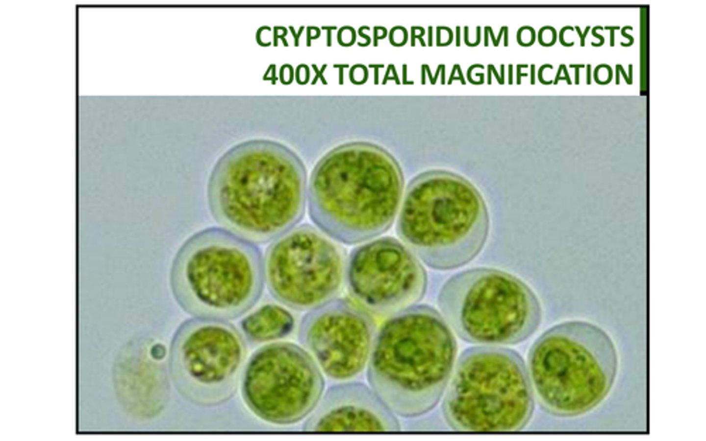 <p>primarily a water-borne protozoa, very hardy, resistant to chlorine. common in young ruminants, humans, dogs, cats, cattle, sheep, goats. is becoming an issue in reptiles (1 cause of death in calves in the 90s). Oocytes are shed in the feces of the animals, it is commonly contracted by ingesting the contaminated water or feces. it can cause acute diarrhea so death is common by this from dehydration. most cattle devlop a resistance to this bacteria after 1 month of age. it is diagnosed by the visualization of the oocysts in a fecal sample after a 5-7 day prepatent period. commonly left untreated in livestock and self-limiting in humans.</p>
