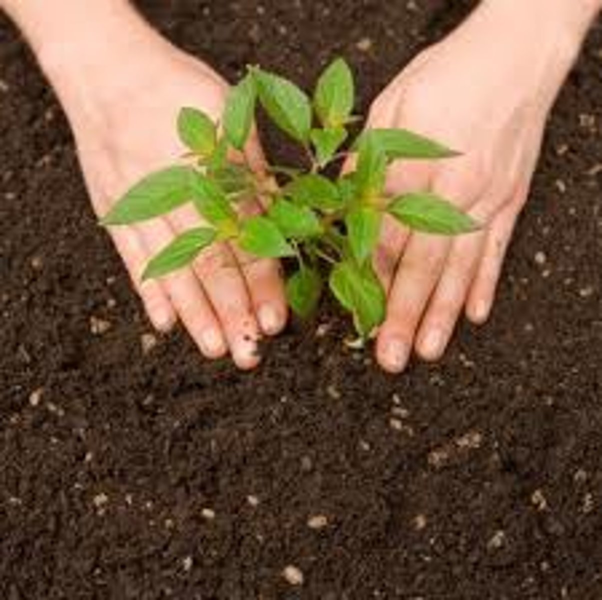 <p>to plant</p>