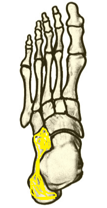 Name the highlighted foot bone