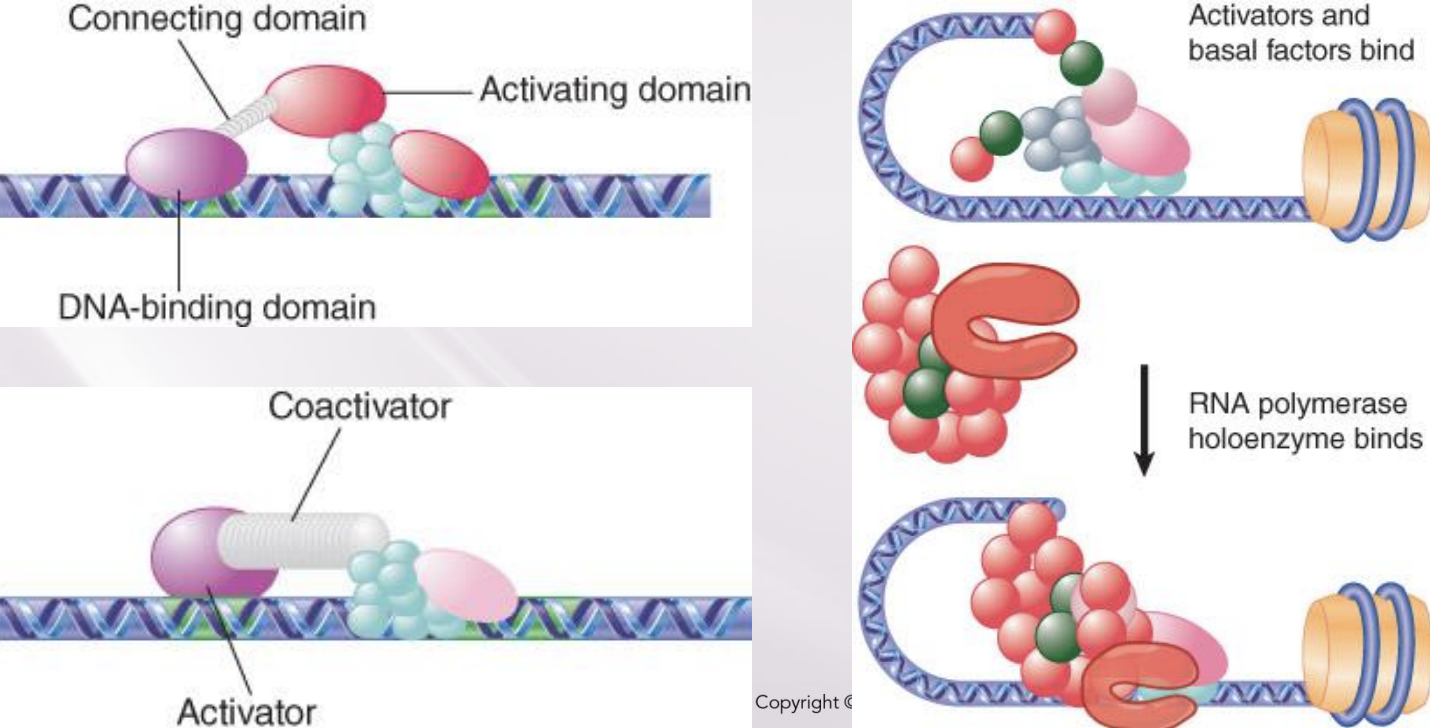 <p>associate with RNA polymerase and replace activators/co-activators and basal factors</p>