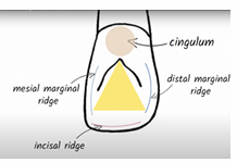<ul><li><p>mesial </p></li><li><p>labial </p></li><li><p>distal </p></li><li><p>lingual </p></li></ul><p></p>