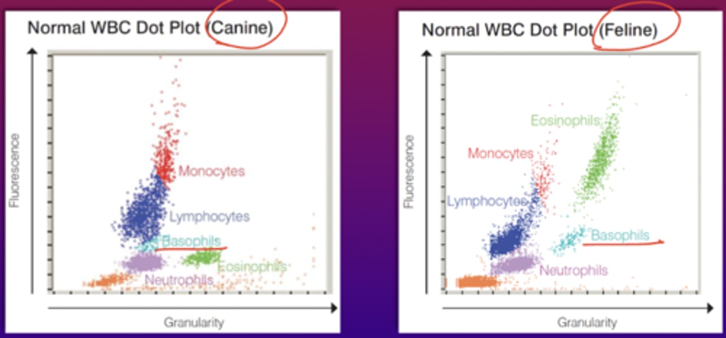 <p>Top to bottom, progressively going left as it goes down<br>Basophils<br>Neutrophiles<br>Monocytes on left and eos on right<br>Lymphocytes<br>nRBCs<br><br>size on y axis (0 degrees) and complexity on x axis (7 degrees)<br><br>-COULTER, Abbot Saphire, Mindray</p>