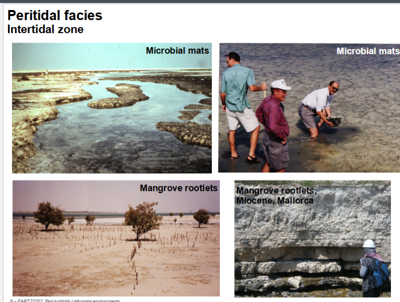 <p>Intertidal zone</p><p>+ stromatolites</p><p>+ mangroves</p><p></p>