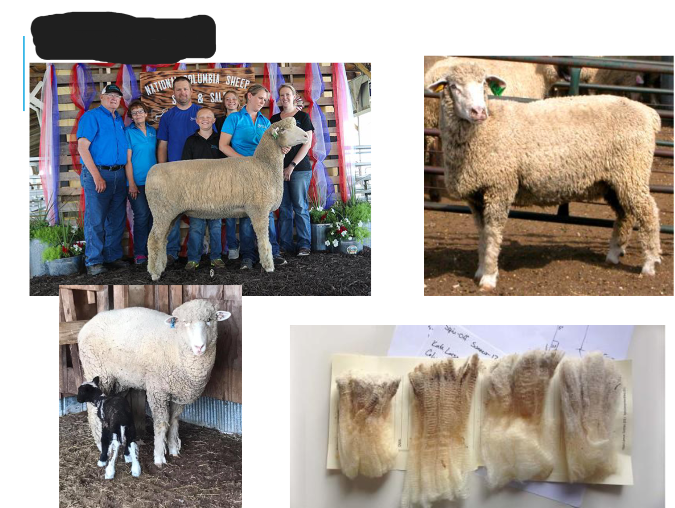 <p>White colored</p><p>White faces and legs</p><p>Pink nose and white hooves</p>