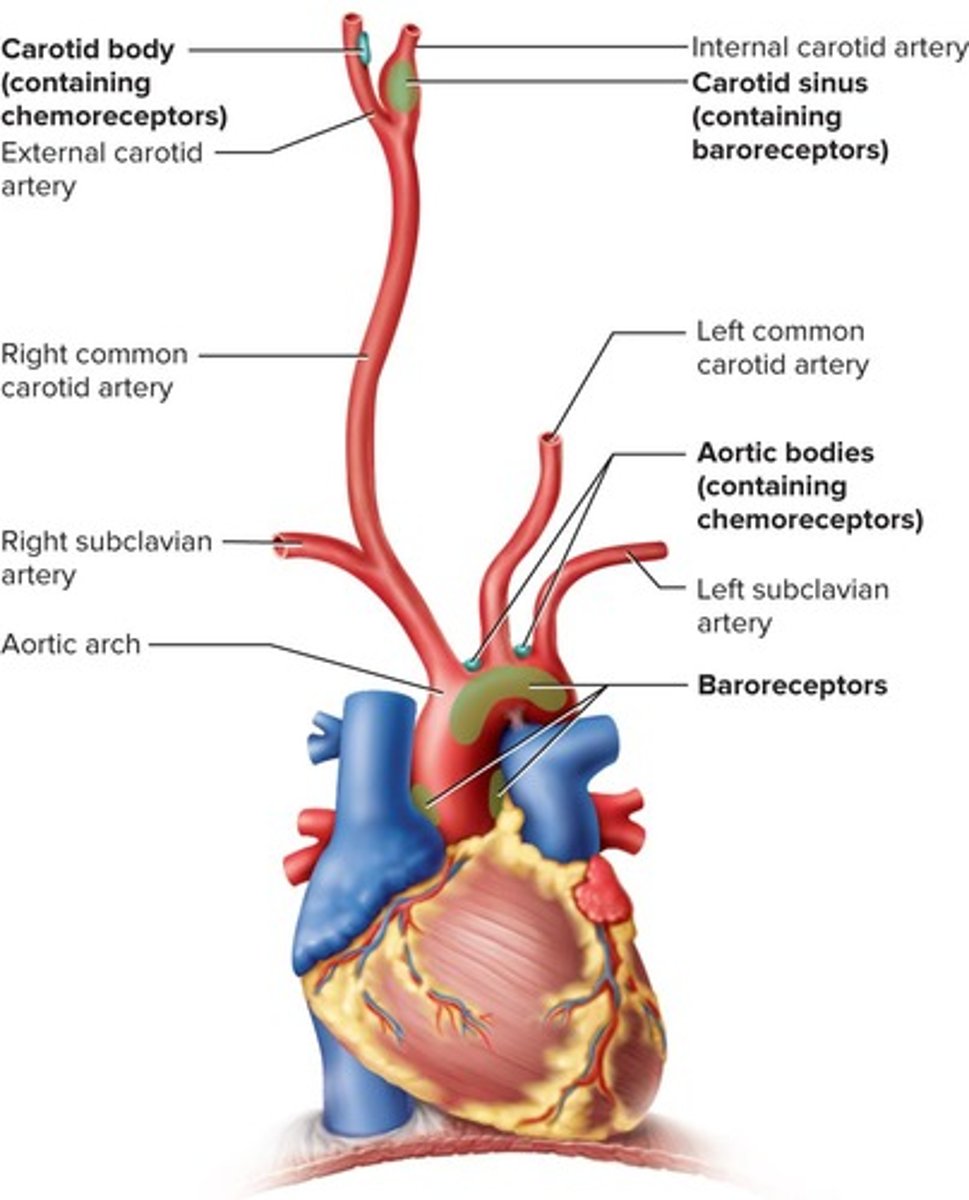 <p>Baroreceptors in the walls of the internal carotid artery that monitor blood pressure.</p>