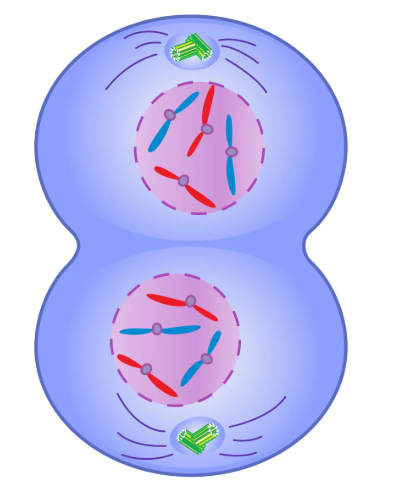 Telophase