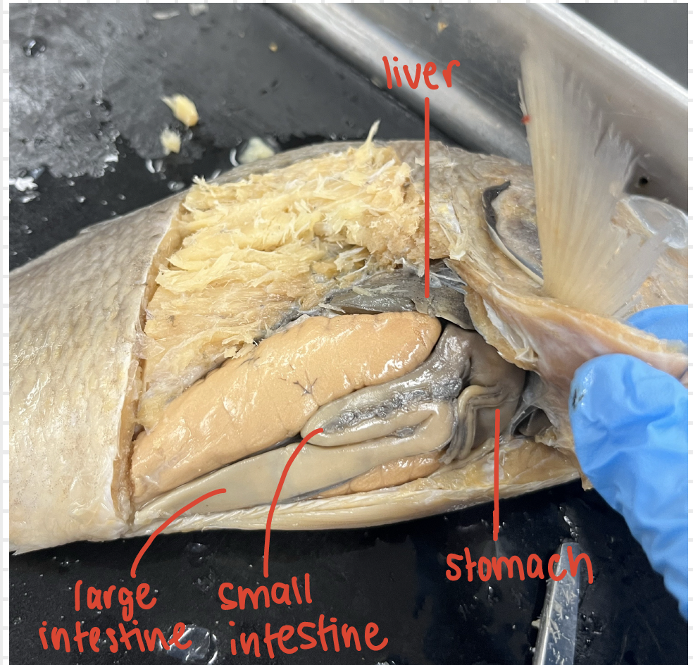 <p>bony fish</p>