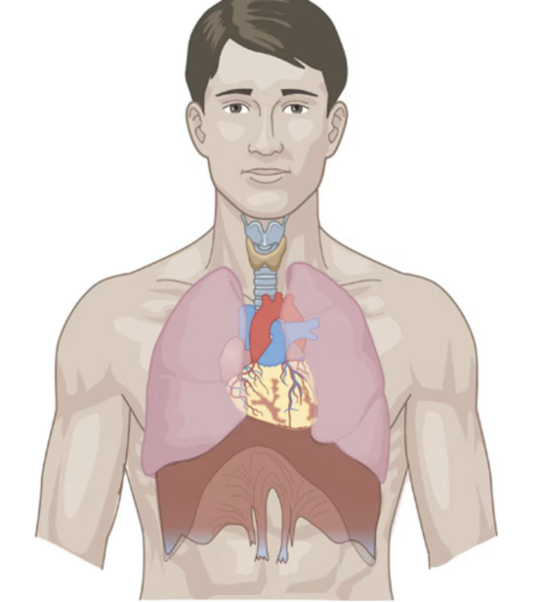 <p>Composed of the heart, blood, blood vessels, lungs and airways</p>