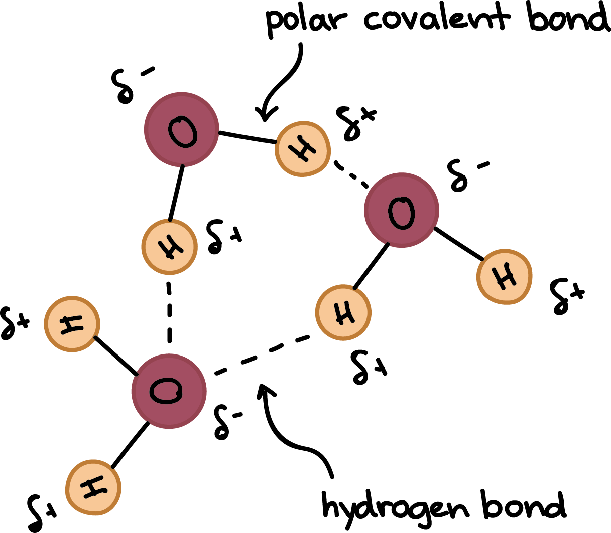 <p>weak chemical bond . formed when slightly <mark data-color="green">positive hydrogen atom of a polar covalent</mark> ( unequal sharing ) in one molecule is attracted to a <mark data-color="red">negative atom of a polar covalent bond</mark> .OPPOSITEs  attract ( + and - )</p><ul><li><p><strong>this bond is between whole molecules</strong></p></li></ul>