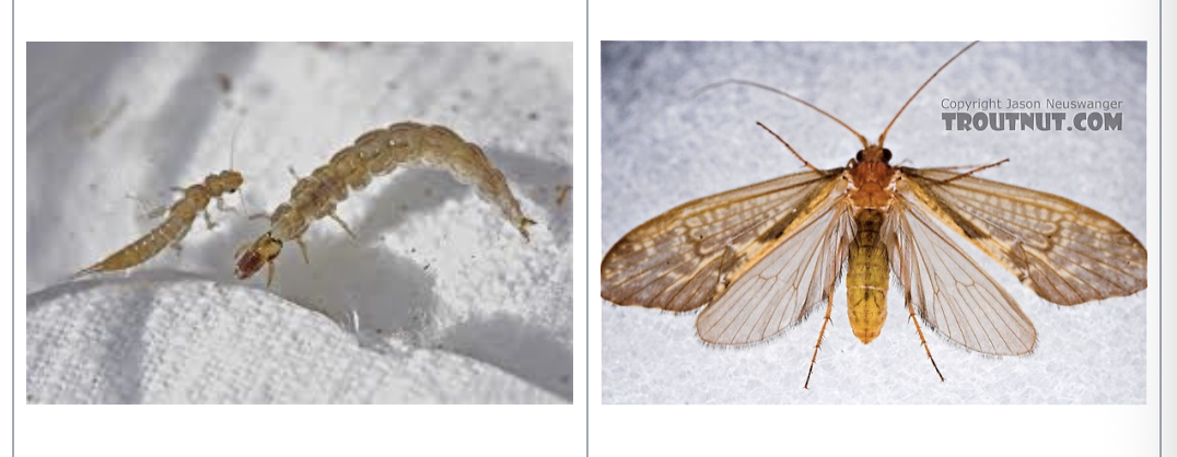 <p>importance: C1, clean water</p><p>ecology: eaten by fish</p><p>life: CM, egg → larvae → pupae → adults</p><p>feeding: omnivore</p>