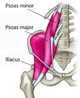 <p><em>m. psoas major</em></p><p><em>m. psoas minor</em></p><p><em>m. iliacus</em></p><p></p>