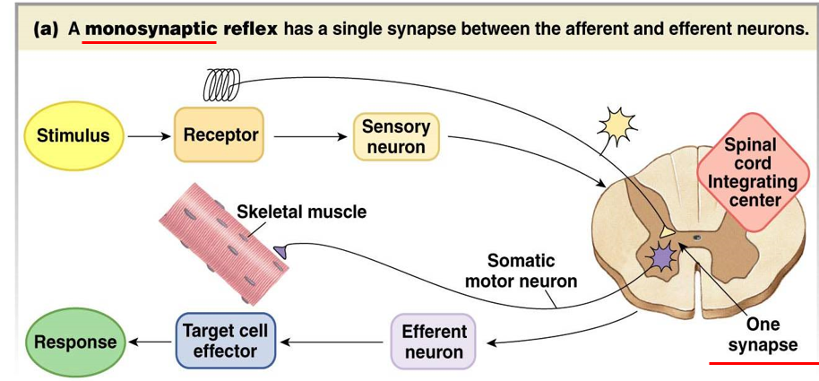 <p>somatic, spinal, innate, monosynaptic</p>