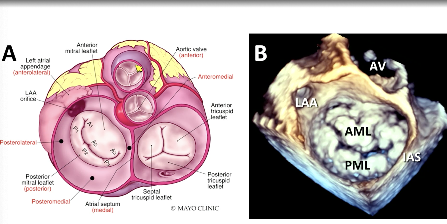 <p>FYI mitral valve anatomy</p>