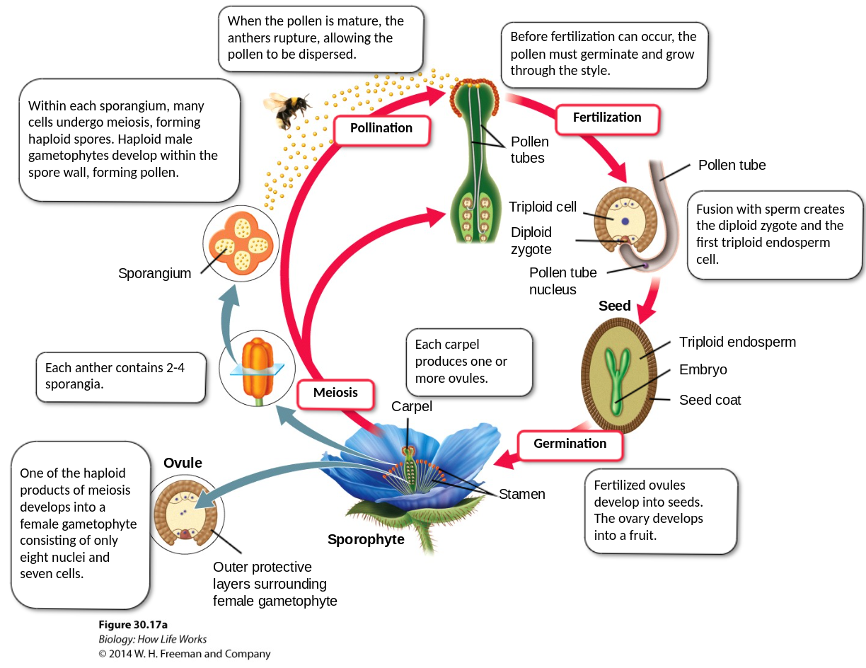 <p>seed plants</p><ul><li><p>flowers: help recruit animals to carry pollen from one individual to another</p></li><li><p>carpal: female</p><ul><li><p>ovary → ovules (ovary houses the gametopyte)</p></li><li><p>style = stalk</p></li><li><p>stigma = landing platform of pollen</p></li></ul></li><li><p>stamen: male</p><ul><li><p>filament = stalk</p></li><li><p>anther = sporangium</p></li></ul></li><li><p>petals</p></li><li><p>sepals: photosynthesize</p></li><li><p>flowers have different colors and shapes to attract different animals for different modes of transportation </p><ul><li><p>nectar</p></li><li><p>shelter</p></li><li><p>pollen</p></li></ul></li></ul>