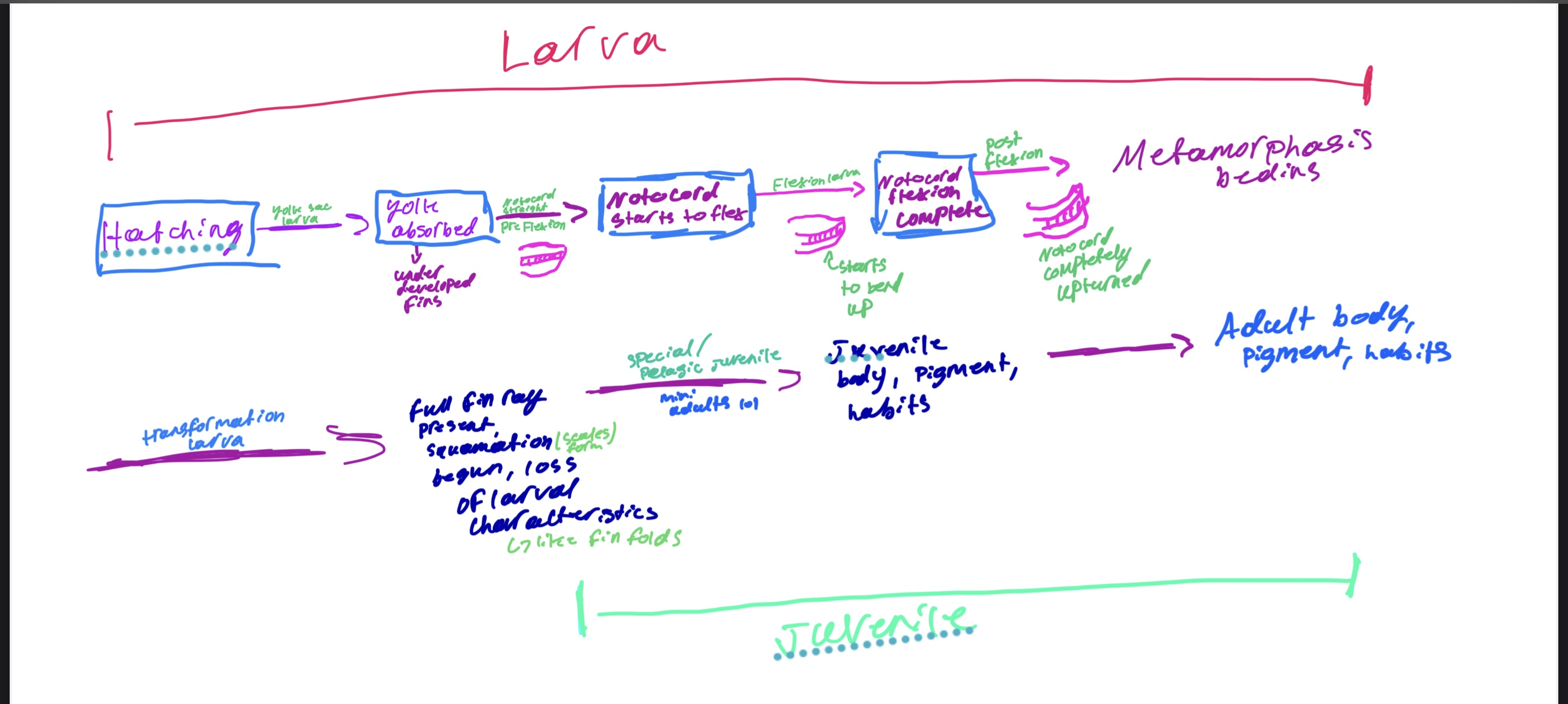 <p>An early larval stage where the notochord is straight, and the caudal fin rays have not yet begun to form. The gut is typically straight.</p>