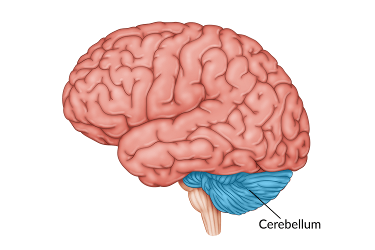 <p>The part of the brain located at the back, below the occipital lobe.</p>
