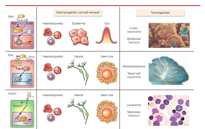 <ul><li><p>WNT</p></li><li><p>HH (hedgehog)</p></li><li><p>Notch</p></li></ul><p></p>