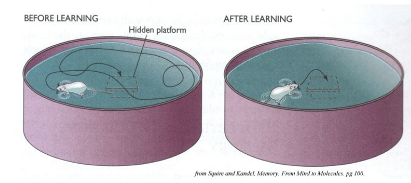 <ul><li><p>test of spatial learning</p></li><li><p>hidden platform in a pool of water</p></li><li><p>place a rat in the apparatus and it uses cues from the environment to figure out how to escape the water via the platform</p></li><li><p>trials are repeated and the rat learns to immediately swim to the platform</p></li></ul>