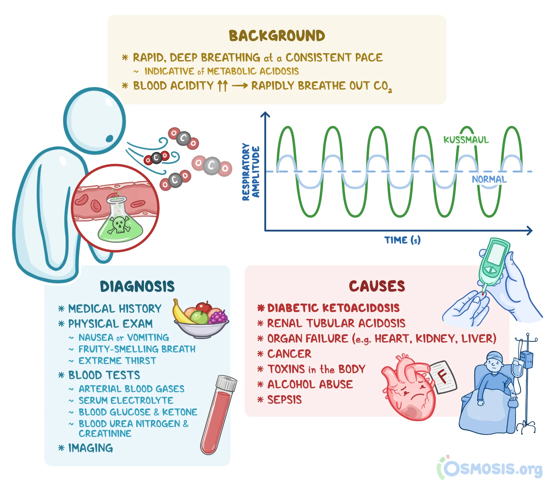<p>systemic acidosis→compensatory overbreathing</p>