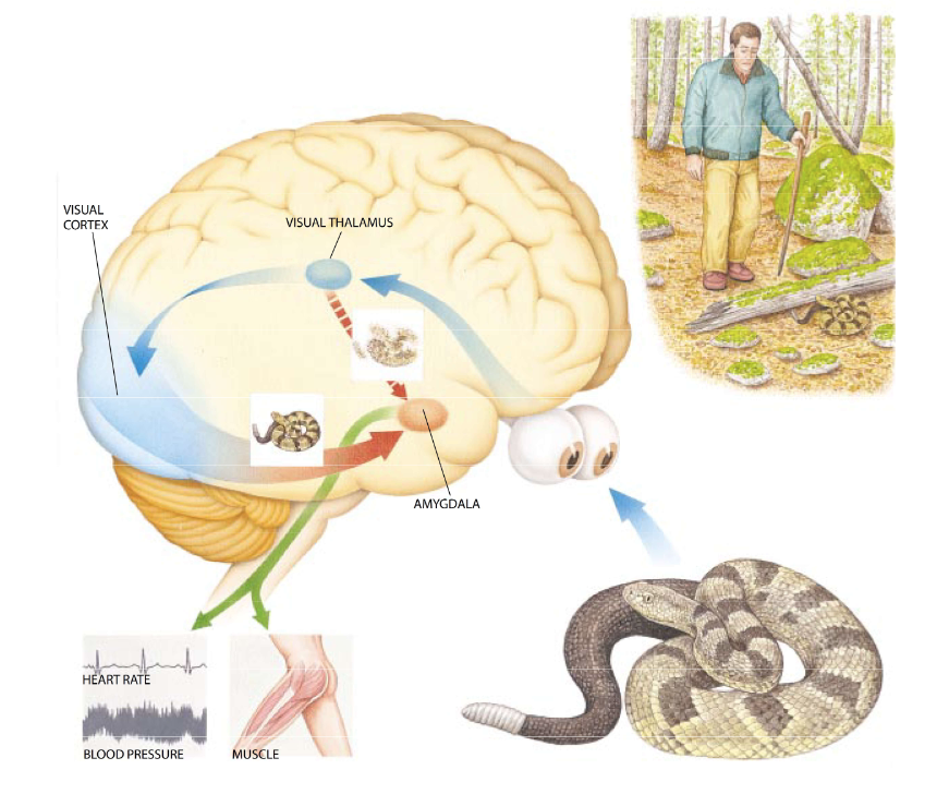 <ul><li><p>Coretx pathway is slower process to help you understand the situation - indirect</p></li><li><p>Direct, Fast process is a separate pathway from visual/auditory input to the amygdala - processing fear and feeling it faster than you even process the situation entirely with the visual/auditory cortex</p></li></ul><p></p>