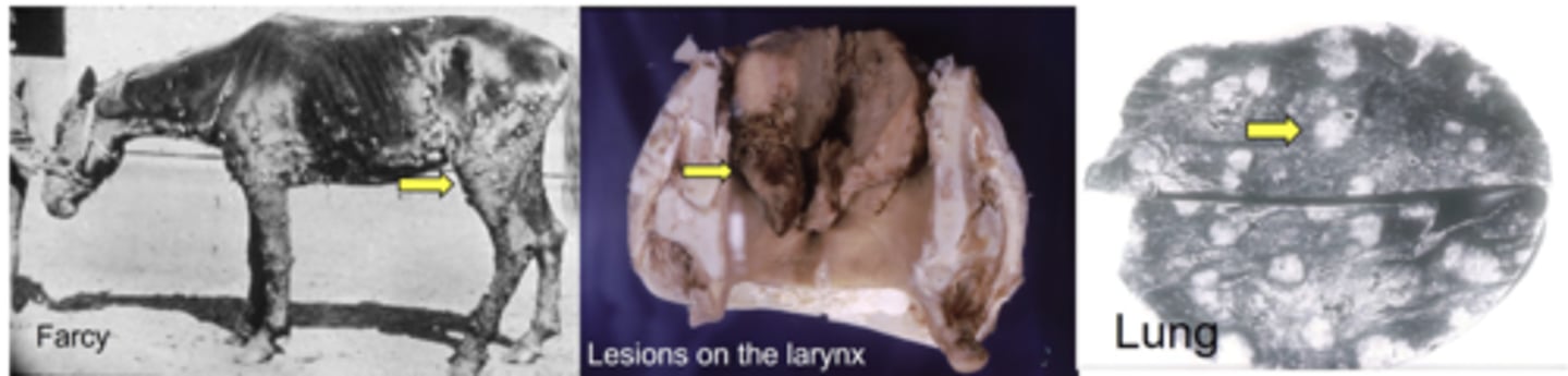 <p>1. Usually effect equids, but can infect humans. Notifiable Disease</p><p>2. Causes Nodules and ulcerations in the Upper respiratory tract and lungs</p><p>3. Similar Pathogenesis to Melioidosis, However resident in Recovered Horse respiratory system (Carriers) and Not soil</p><p>4. Culture and qPCR and Serology</p><p>5. Detection and Euthanasia,</p>