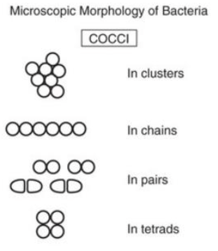 <ol><li><p>In clusters </p></li><li><p>In chains </p></li><li><p>In pairs </p></li><li><p>In tetrads </p></li></ol><p></p>