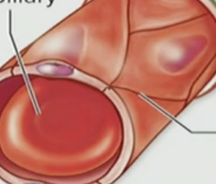 <p>False, endothelial cells are actually pretty cemented together (tightly packed)</p>
