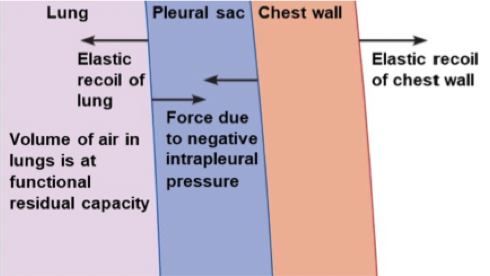 <p>Intrapleural space maintains negative pressure between the lung and chest wall, which keeps the lung expanded and allows them to stay connected. Each lung is surrounded by a separate pleural sac.</p><p></p><p>As the chest wall or lung moves, they move together. At rest there is elastic recoil pulling chest wall in one direction and elastic recoil pulling lung in the other direction.</p>