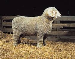 <p>what sheep is this?</p>
