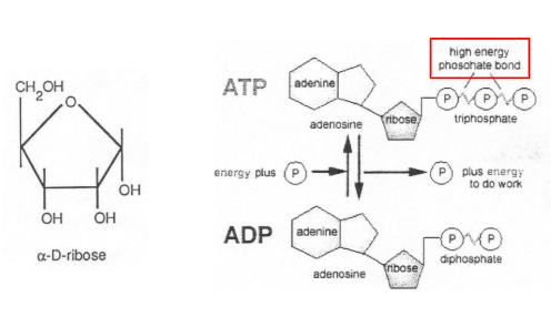 <p>adenosinetrifosfaat</p><ul><li><p>fosfaat = zuur</p></li><li><p>covalente bindingen</p></li><li><p>adenosine = adenine + ribose</p></li><li><p>universeel energiemodel</p></li><li><p>ADP <span style="background-color: transparent;">→ </span> ATP: ADP <span>Fosforylering = toevoegen Pi en energie</span></p></li><li><p><span>ATP </span><span style="background-color: transparent;">→ ADP: defosforylering ATP = afgave Pi en vrijkomen energie</span></p></li></ul><p></p>