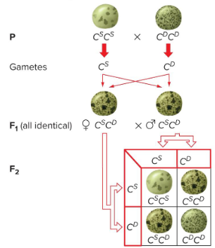 <p>F1 generation - all progeny resemble both of the parental strains.<br>F2 generation -</p><p>genotypic ratio: ¼ X<sup>1</sup>X<sup>1</sup>, ½ X<sup>1</sup>X<sup>2</sup>, ¼ X<sup>2</sup>X<sup>2</sup><br>phenotypic ratio: 1:2:1</p>