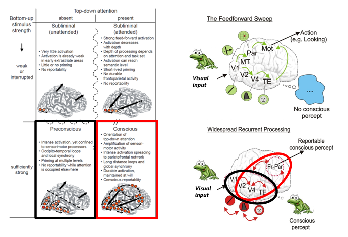 <p>over heel veel dingen eens, maar ONEENs over dit </p><p>local recurency in occipital local reccurrent retraction, dan bewust, ervaring van</p><p>rapporteren als je prefrontale cortex erbij betrekt</p><p>oneens over labels die plaatsvinden&nbsp;</p><p></p>