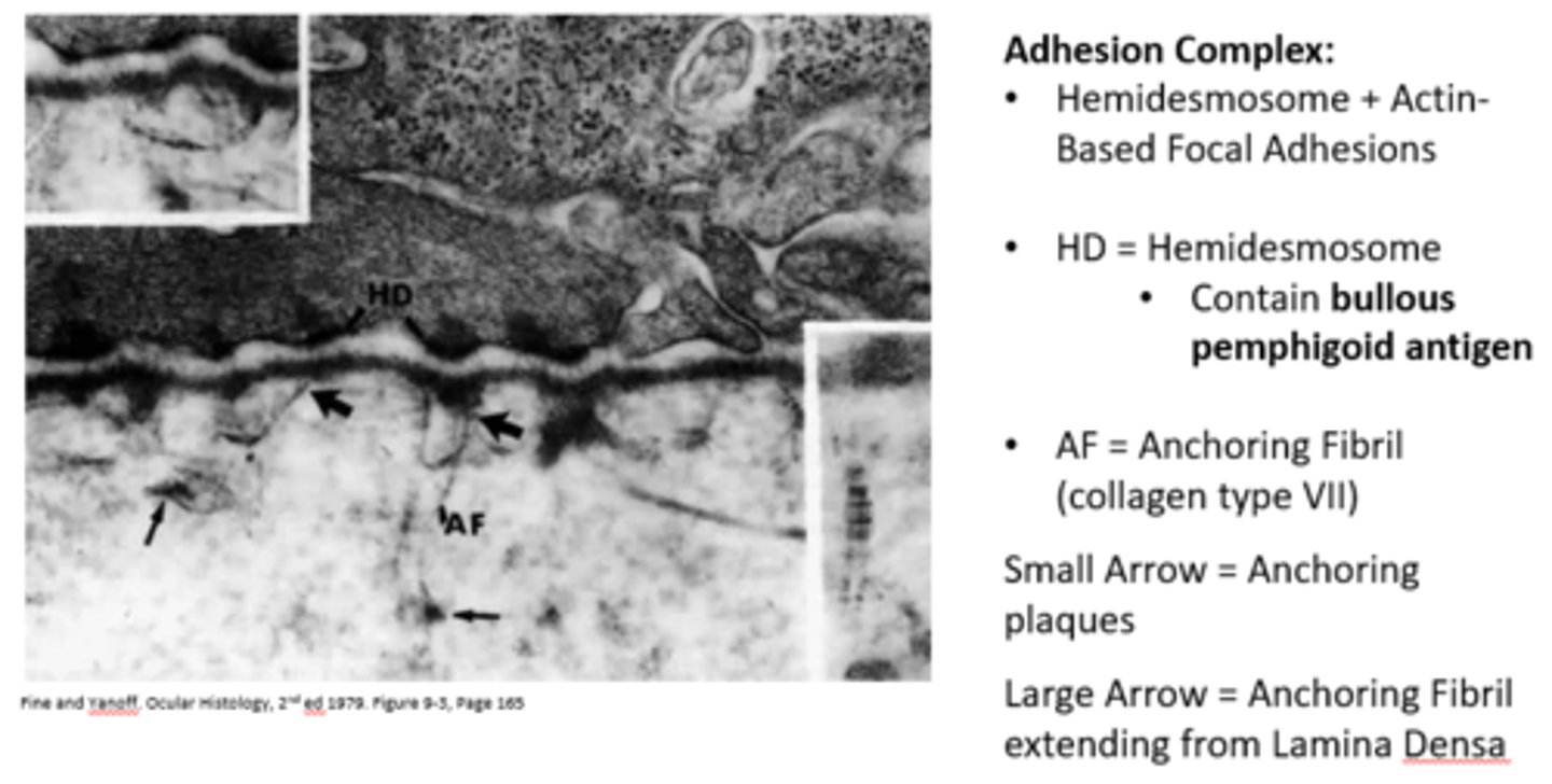 <p>Hemidesmosomes and Actin-Based Focal Adhesions</p>